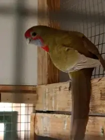 Rozela penant