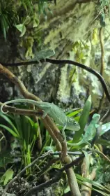 Chameleon Jemenský