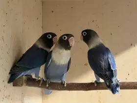 Agapornis fišerův, škraboškový