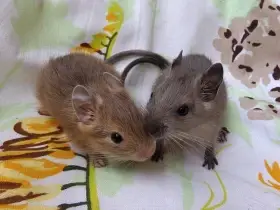 Osmák degu - kluci z CHS