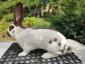 Německý obrovitý strakáč havanovitý