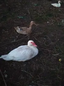 Kachny pižmové