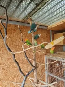 Agapornis Fišerův