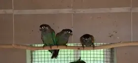 Pyrura modravý/Pyrrhura lepida