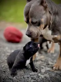 Prodám American Bully