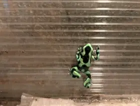 Dendrobates auratus