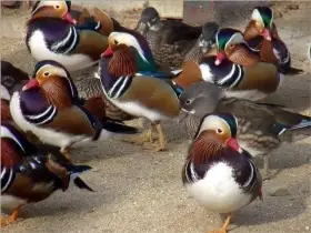 Kachnička mandarinská