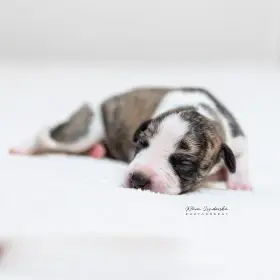 Whippet s PP z FCI registrované CHS AlexemDream