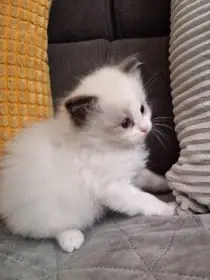 Koťátko Ragdoll
