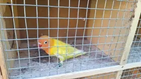Agapornis Fišerův