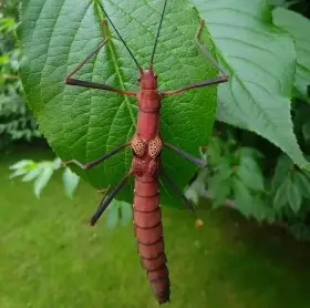 Strašilky Pseudophasma subapterum (red)