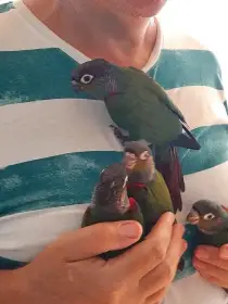 Ručně dokrmená mláďata pyrura červenobřichý