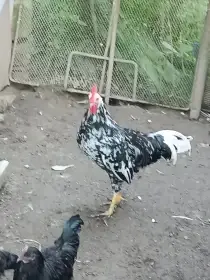 Kohouti