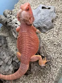Hypo het Trans Red