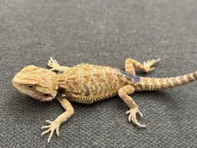 Hypo het Zero