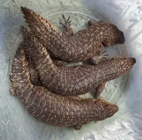 Egernia stokesii