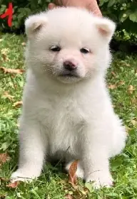 Akita Inu s PP