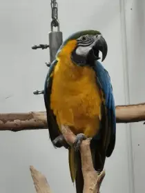 Ara ararauna 1,0
