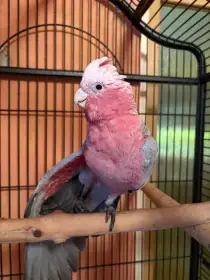 Kakadu růžový ručně dokrmený