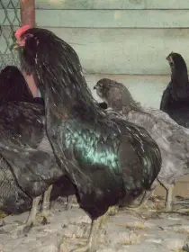 Araukana čierna a modrá