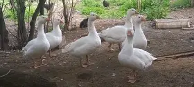 Prodám české husy