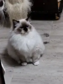 Kočička Ragdoll s PP