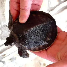 Karetka novoguinejská (Carettochelys insculpta) na prodej