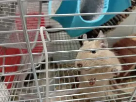 Prodám dvě samičky osmáka degu i s klecí