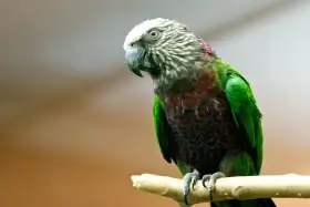 Amazonan  vejirovy