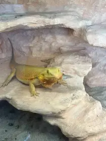 Prodám agamy s terárii