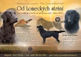 Flat Coated Retriever