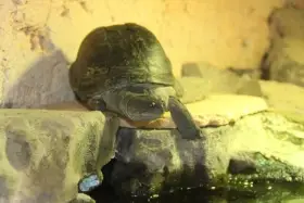 Pelusie hnědá