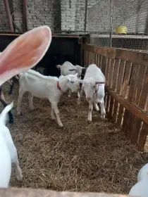 Plemenné kozlíky