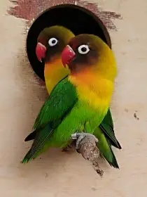 Agapornis