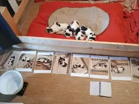 Štěňátka tornjak s chorvatským genem