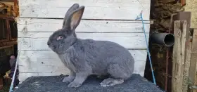 Belgický obr modrý