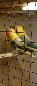 Agapornis