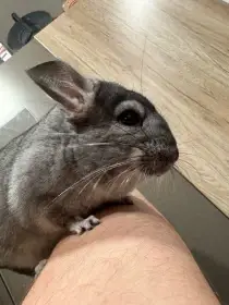 Samec činčily z domácího chovu medium ebony