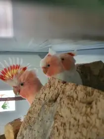 Inka,ruzovy lutino,horsky