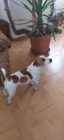 Jack Russell teriér