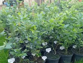 Kanadské borůvky - Balíček 4 kusů - Plody od léta až do podzimu