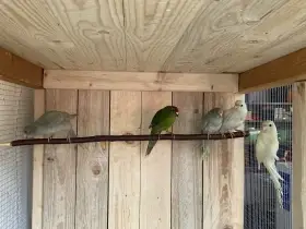 Kakariki červenočelý