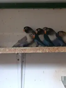 Agapornis škraboškový