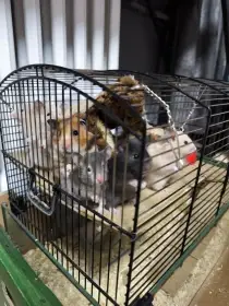 Daruji krečka syrského, mláďata