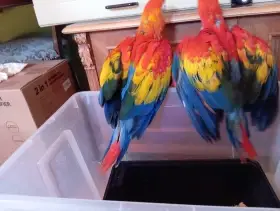 Ara arakanga,ara ararauna