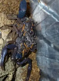 Nabídka štírů říjen