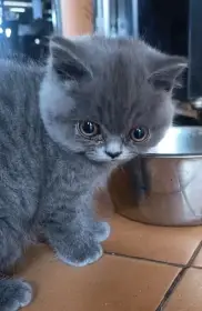 Birtská krátkosrstá koťata s PP