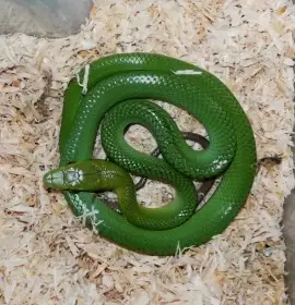 Gonyosoma oxycephalum NZ 2025