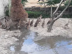 Prodám kačery indického bežce