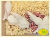 Krmní hlodavci a hmyz